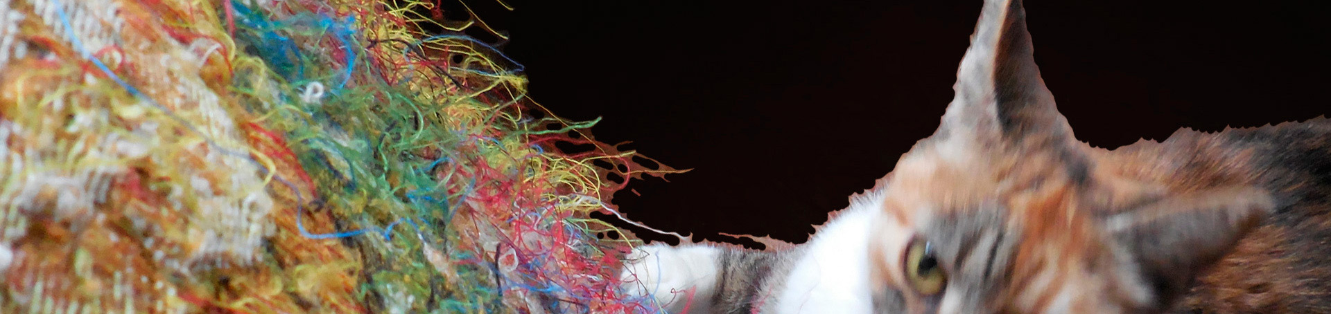 all this – Interspezies-Projekt